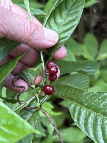 Psychotria nervosa (Wild coffee) — photo