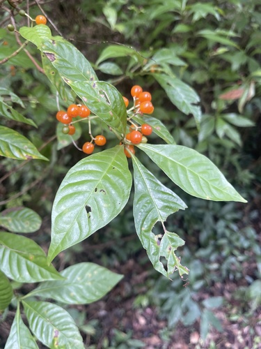 Psychotria nervosa (Wild coffee) — photo