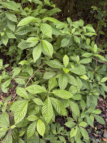Psychotria nervosa