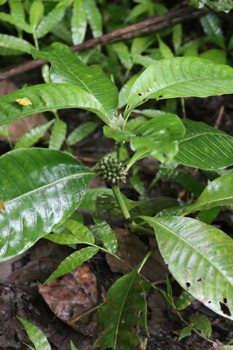 Psychotria peduncularis