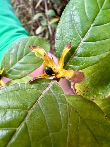 Psychotria prunifolia
