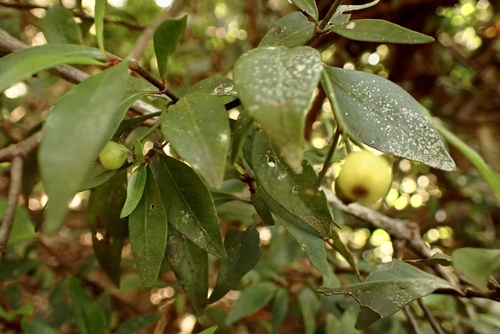 Psychotria simmondsiana (Small psychotria) — photo