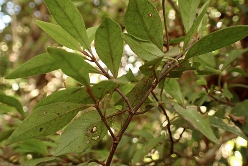 Psychotria simmondsiana (Small psychotria) — photo