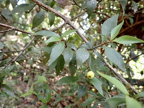 Psychotria simmondsiana