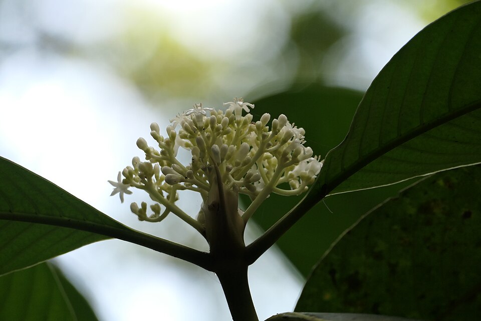 Psychotria sp. (Big-leaf Psychotria) — photo