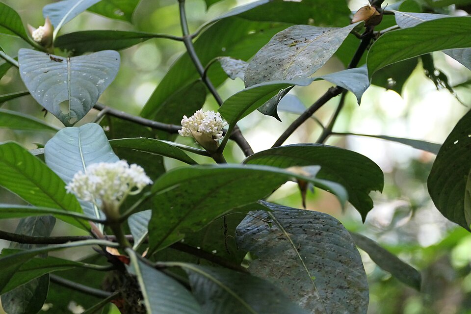 Psychotria sp.