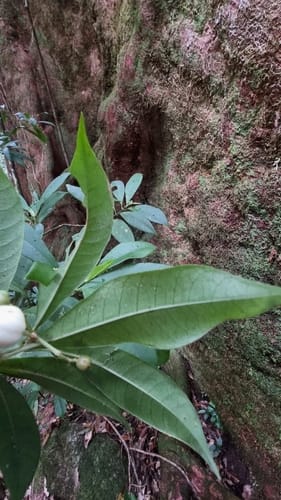 Psychotria submontana — photo
