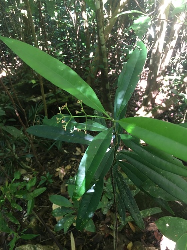 Psychotria submontana