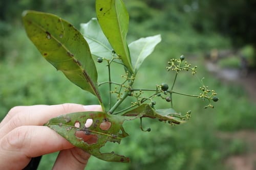 Psychotria umbellata — photo