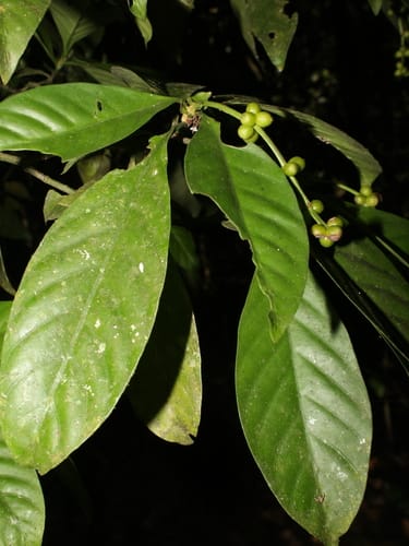 Psychotria viridis (Green balsamo) — photo