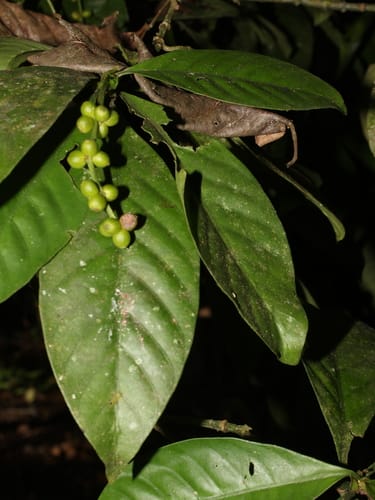 Psychotria viridis (Green balsamo) — photo