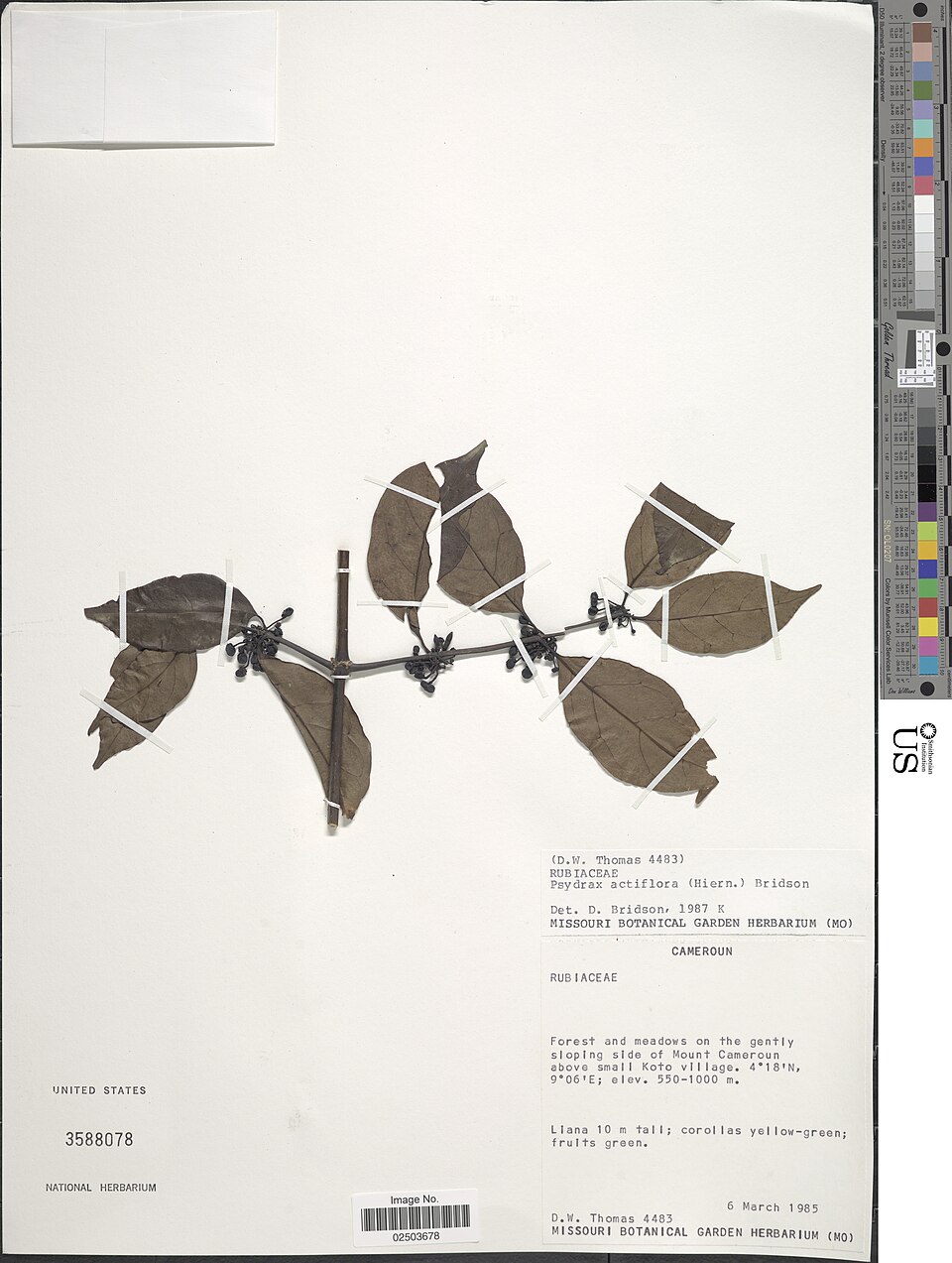 Psydrax acutiflorus