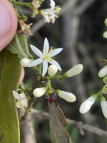 Psydrax attenuatus (Native currant) — photo