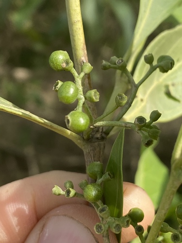 Psydrax attenuatus (Native currant) — photo