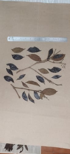Psydrax dicoccos (Ceylon boxwood) — photo