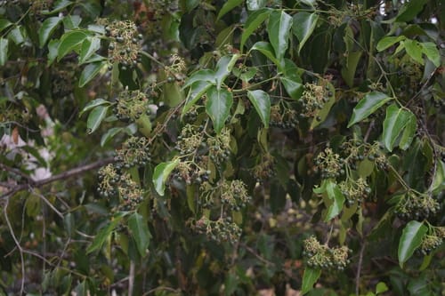 Psydrax dicoccos (Ceylon boxwood) — photo