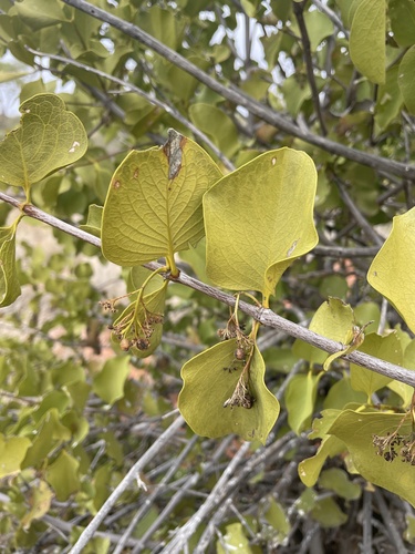 Psydrax latifolius