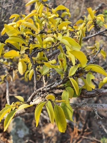 Psydrax livida (Bushveld psydrax) — photo