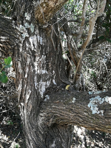 Psydrax obovatus (Mountain Quar) — photo