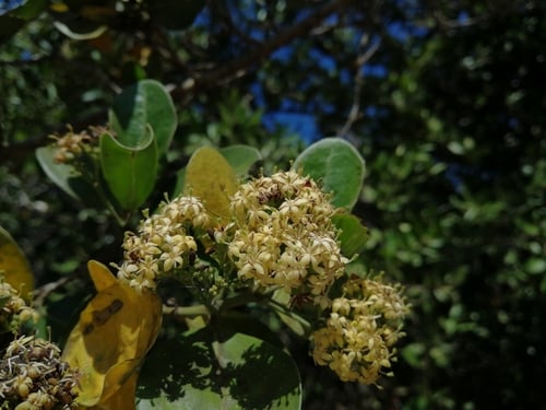 Psydrax obovatus