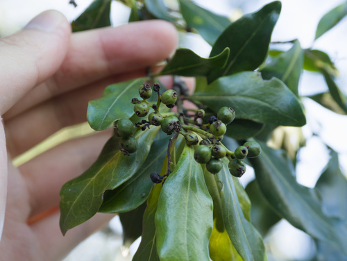 Psydrax odorata (Shiny-leaved Canthium) — photo