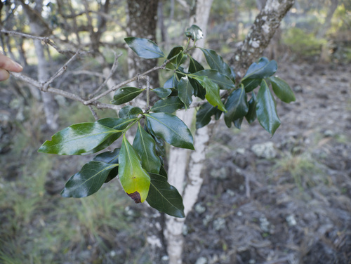 Psydrax odorata (Shiny-leaved Canthium) — photo