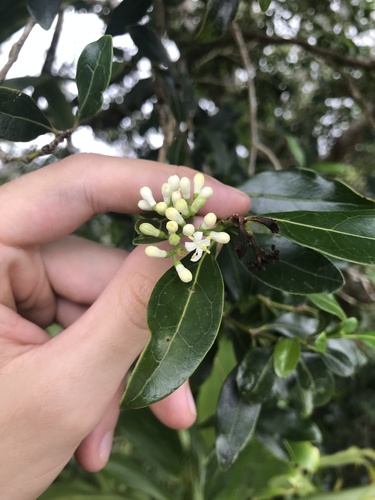 Psydrax odorata