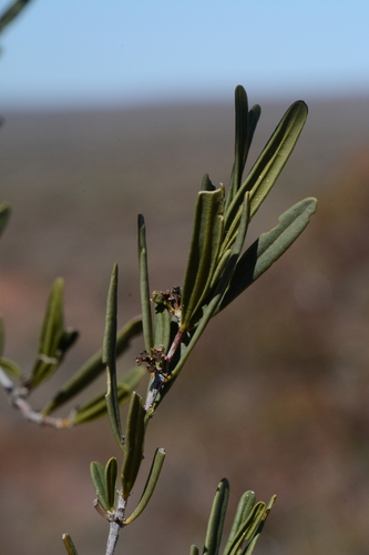 Psydrax suaveolens