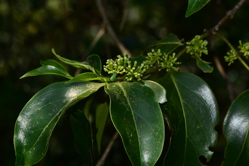 Psydrax umbellatus (Umbelled canthium) — photo