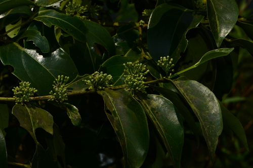 Psydrax umbellatus (Umbelled canthium) — photo