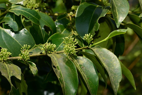 Psydrax umbellatus