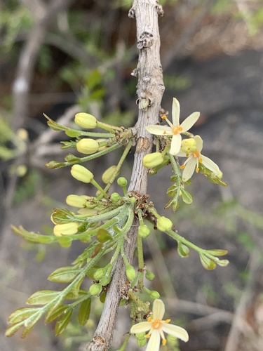 Ptaeroxylon obliquum (Sneezewood) — photo