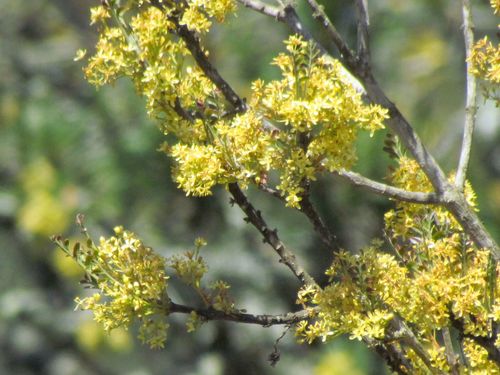 Ptaeroxylon obliquum (Sneezewood) — photo
