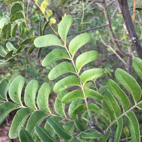 Ptaeroxylon obliquum