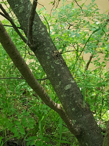 Ptelea trifoliata (Common hoptree) — photo