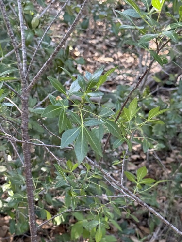 Ptelea trifoliata var. mollis (Hop tree) — photo