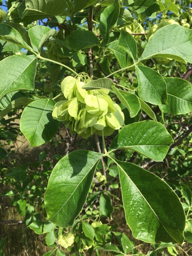 Ptelea trifoliata var. mollis (Hop tree) — photo