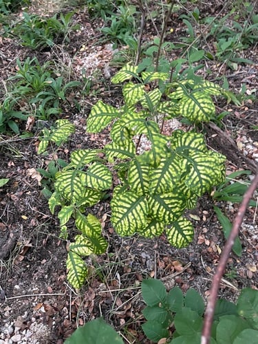 Ptelea trifoliata var. mollis