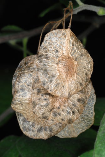 Ptelea trifoliata