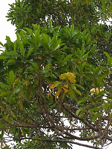 Pteleocarpa lamponga — photo