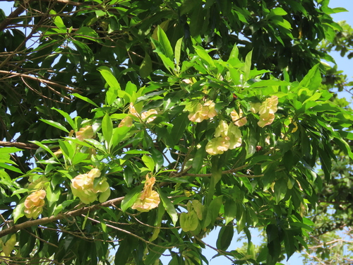 Pteleocarpa lamponga — photo