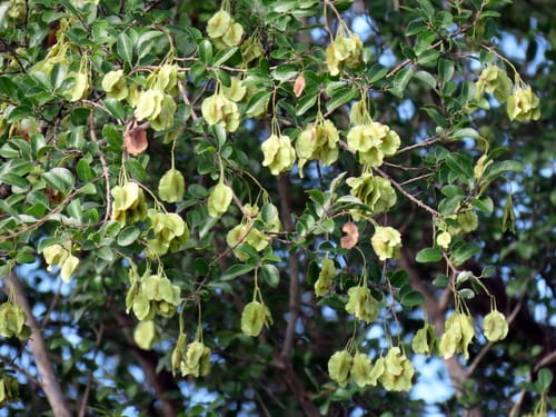Pteleopsis myrtifolia (Two-winged stink-bush) — photo