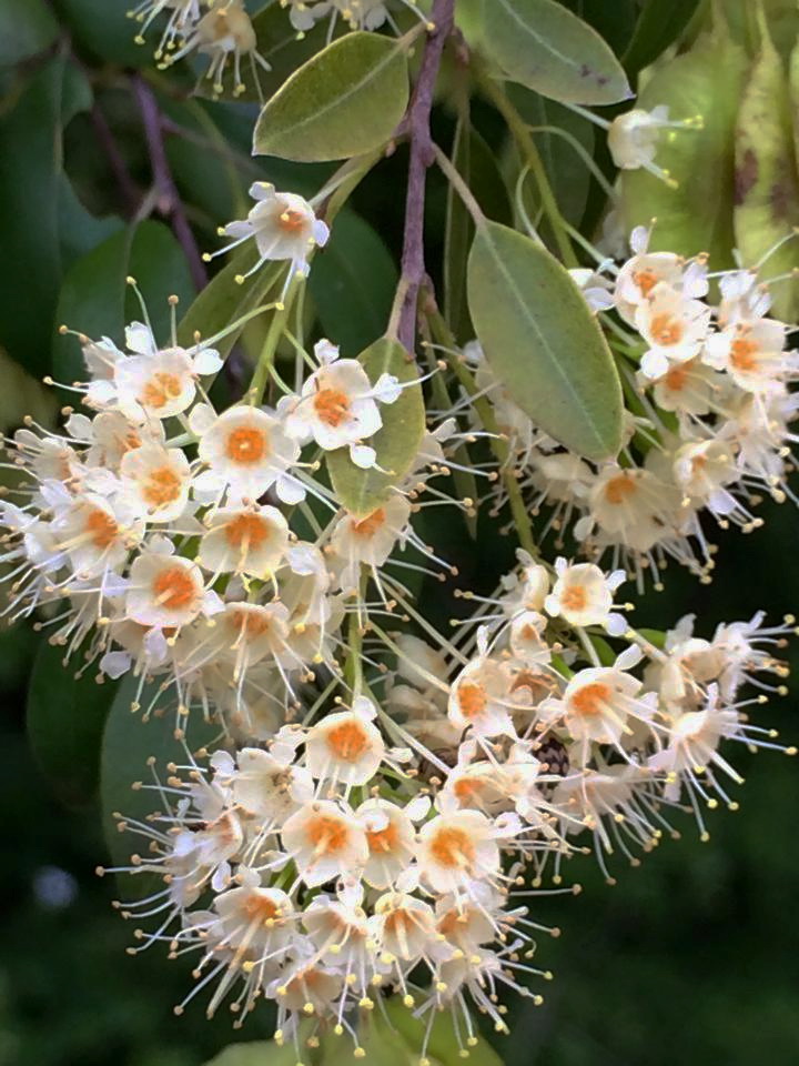 Pteleopsis myrtifolia