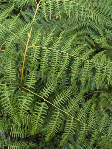 Pteridium aquilinum