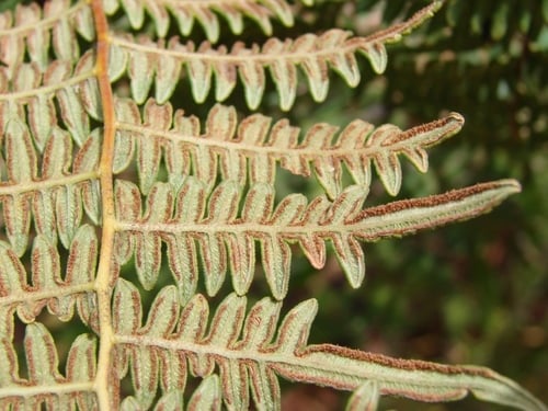Pteridium aquilinum — photo