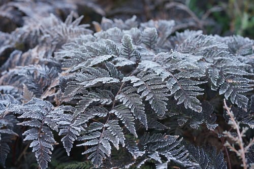 Pteridium aquilinum var. esculentum (Bracken fern) — photo
