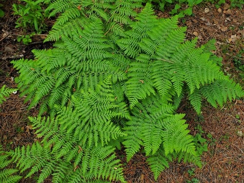 Pteridium aquilinum — photo