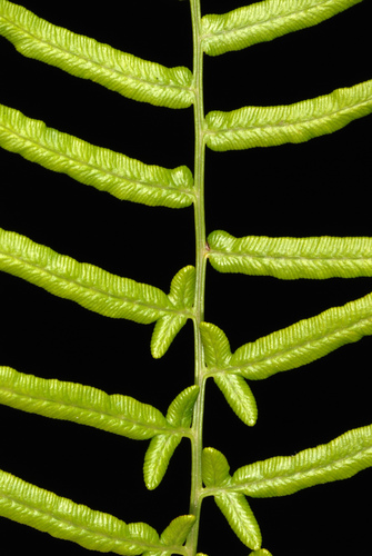 Pteridium caudatum (Southern bracken fern) — photo