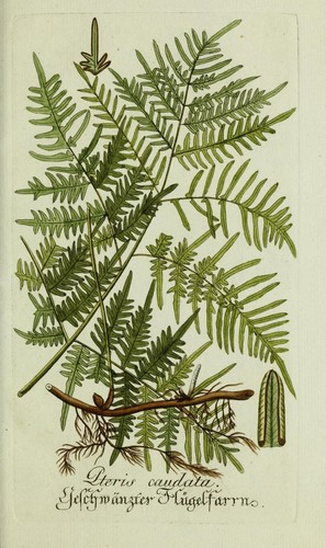 Pteridium caudatum (Southern bracken fern) — photo