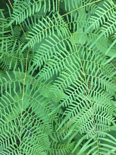 Pteridium caudatum